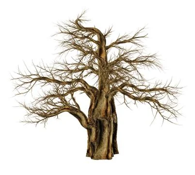 Baobab tree without leaves, adansonia digitata - 3D render Stock Illustration