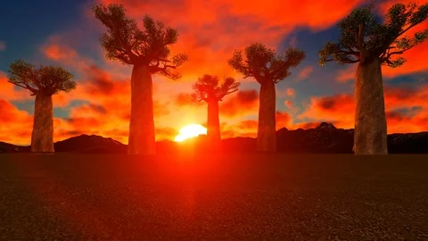 BAOBAB TREES IN AFRICAN SUNSET Stock Footage 87458599