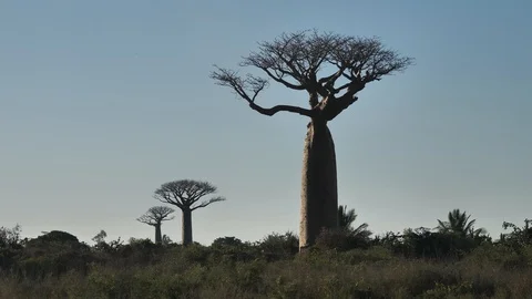 Baobab Trees Against a Blue Sky, Madagascar Stock Footage 117001643