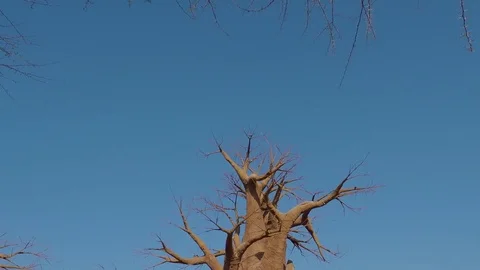 Baobab trees and group of elephants in zoo Stock-Footage 71621797