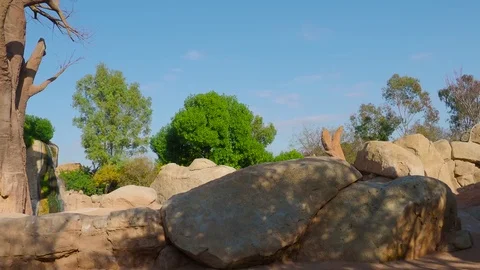 Baobab trees and group of elephants in zoo Stock Footage 71622066