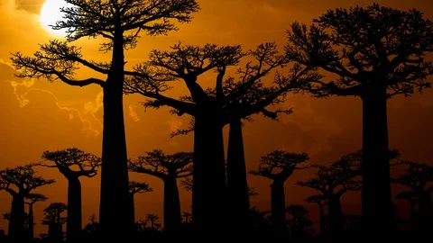Baobab Trees Forest at Sunset: the Famous Avenue of the Baobabs in Madagascar Stock Footage 108766310