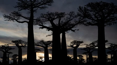 Baobab Trees Forest, Time Lapse at Sunrise, Famous Baobabs in Madagascar, Africa Stock Footage 114635012