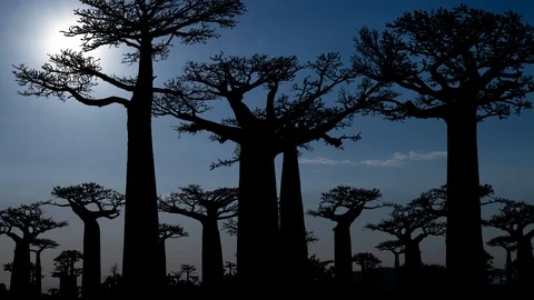 Baobab Trees Forest, Time Lapse at Sunset, Madagascar, Africa Stock Footage 115859697