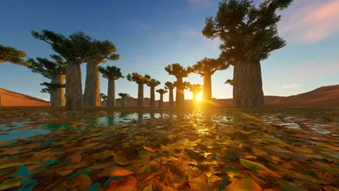Baobab Trees Forest, Time Lapse at Twilight, Famous Avenue of the Baobabs Stock Footage 134169349