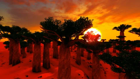 Baobab Trees Forest, Time Lapse at Twilight, Famous Avenue of the Baobabs Stock Footage 170566870