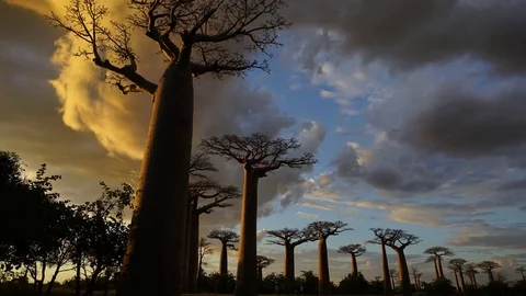 Baobab Trees, Madagascar Видео 77052590