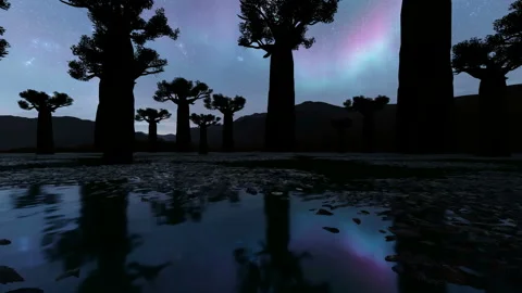 Baobab trees at night Stock Footage 143392984