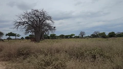 Baobab Trees Over Dry Grass Plain, Tarangire, Tanzania 8K Stock Footage 313908273