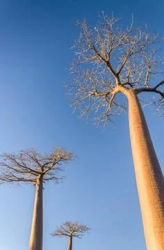 Baobab trees Stock Photos