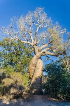 Baobab trees Foto stock