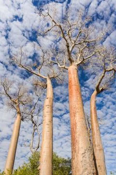 Baobab trees Stock Photos