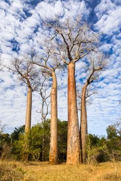 Baobab trees Stock Photos