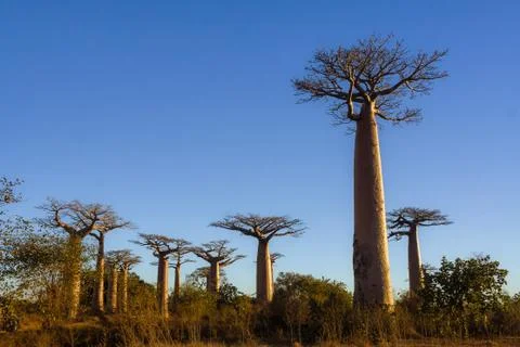 Baobab trees Stock Photos