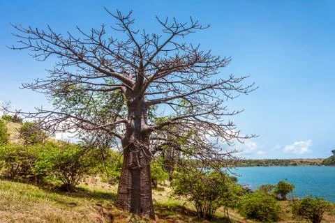 Baobab trees Stock Photos