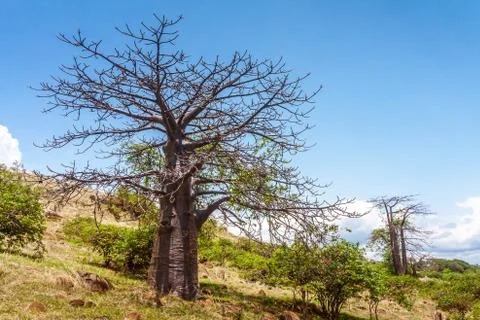 Baobab trees Stock Photos