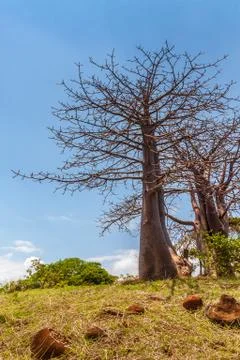 Baobab trees Stock Photos