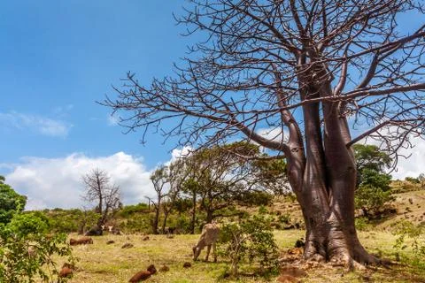 Baobab trees Stock Photos
