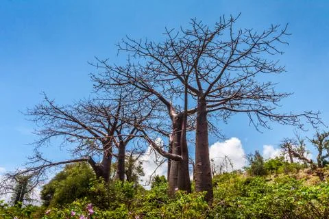 Baobab trees Stock Photos