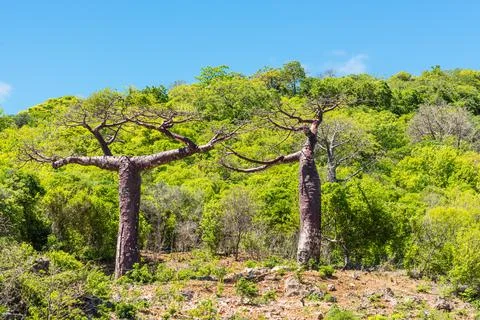 Baobab trees Stock Photos