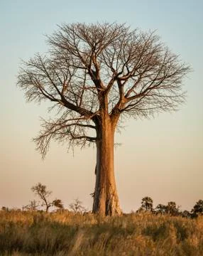 Baobab trees stand solitary in the desert Stock Photos