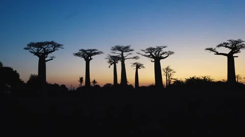 Baobab trees at sunset in Madagascar showcase nature's beauty Видео 331534182