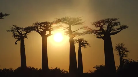 Baobab trees at sunset in Madagascar showcase nature's beauty Видео 331534184