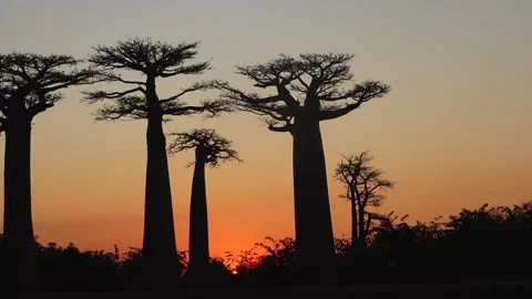 Baobab trees at sunset in Madagascar showcase nature's beauty Видео 331534186