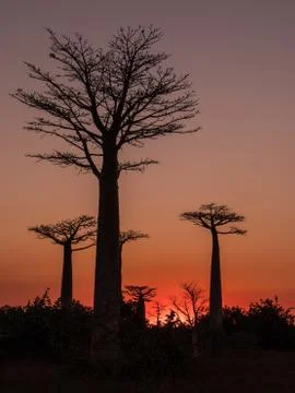 Baobab trees at sunset Stock Photos