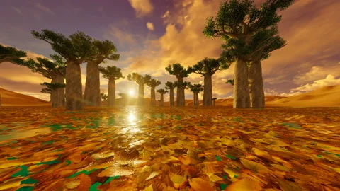 Baobab trees under amazing sunset Stock Footage 144122358