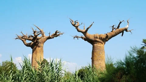 Baobab Trees Under Clear Blue Sky, Perfect for Nature Backgrounds Stock Footage 306188345