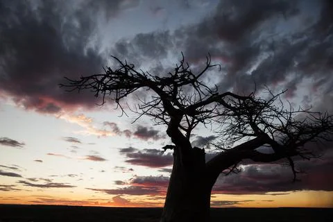 Baobab 'upside down' tree at sunset in Mashatu Game Reserve, Botswana, Africa Stock Photos