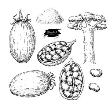 Baobab vector superfood drawing set. Isolated hand drawn  illust Stock Illustration