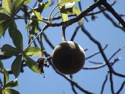 Baobab wild round fruit Stock Photos
