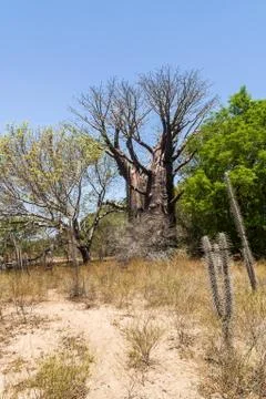 Baobabs and vegetation Stock Photos