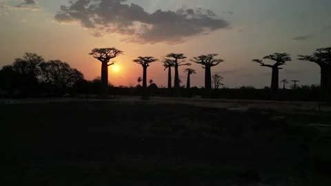 Baobabs forest, Baobab alley - sunset -  Madagascar, 4 K video footage Stock Footage