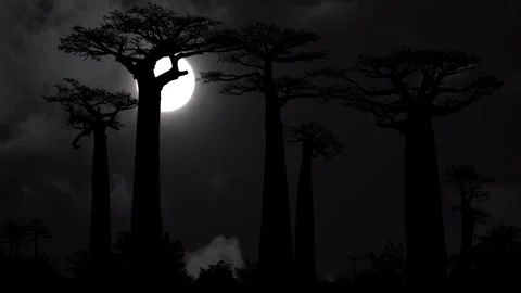 Baobabs Forest, Full Moon at Night, Time-lapse Stock Footage 286313466