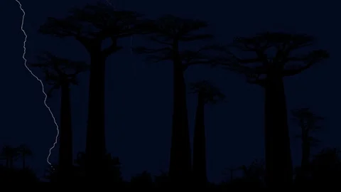 Baobabs Forest, Thunderstorm at Night, Time-lapse Stock Footage 286313474