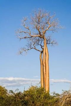 Baobabs Stock Photos