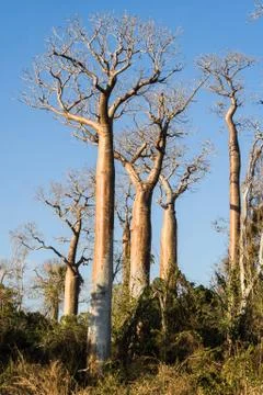 Baobabs Stock Photos