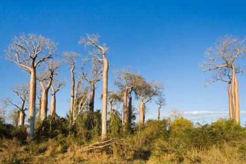 Baobabs Stock Photos