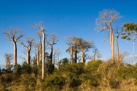 Baobabs Stock Photos