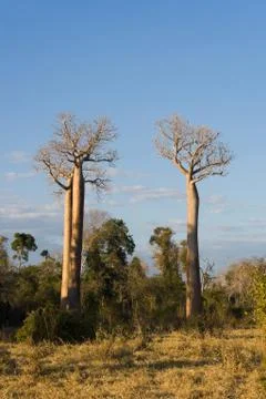 Baobabs Stock Photos