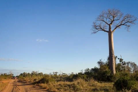 Baobabs road Stock Photos
