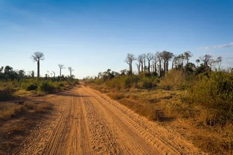 Baobabs road Stock Photos