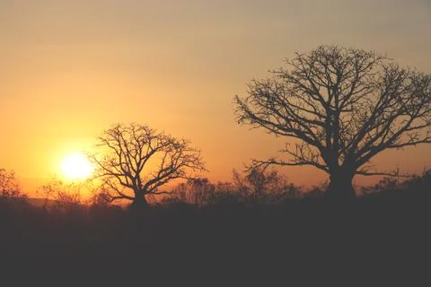 Baobabs on sunset Foto stock