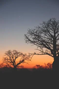 Baobabs on sunset Stock Photos