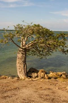 Baobad Tree Stock Photos