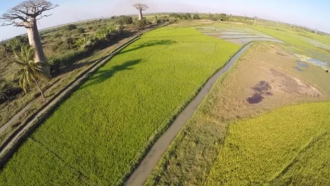 Baobas trees are unique, epic and breathtakingly beautiful Stock Footage 94017737