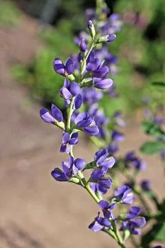 Baptisia australis Foto stock